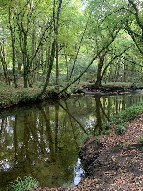 The river Camel in Heligan Woods